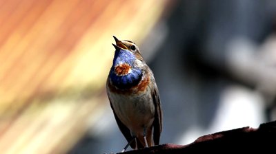 stock-footage-male-bluethroat-luscinia-svecica-the-beautiful-bird-sings-a-spring-song