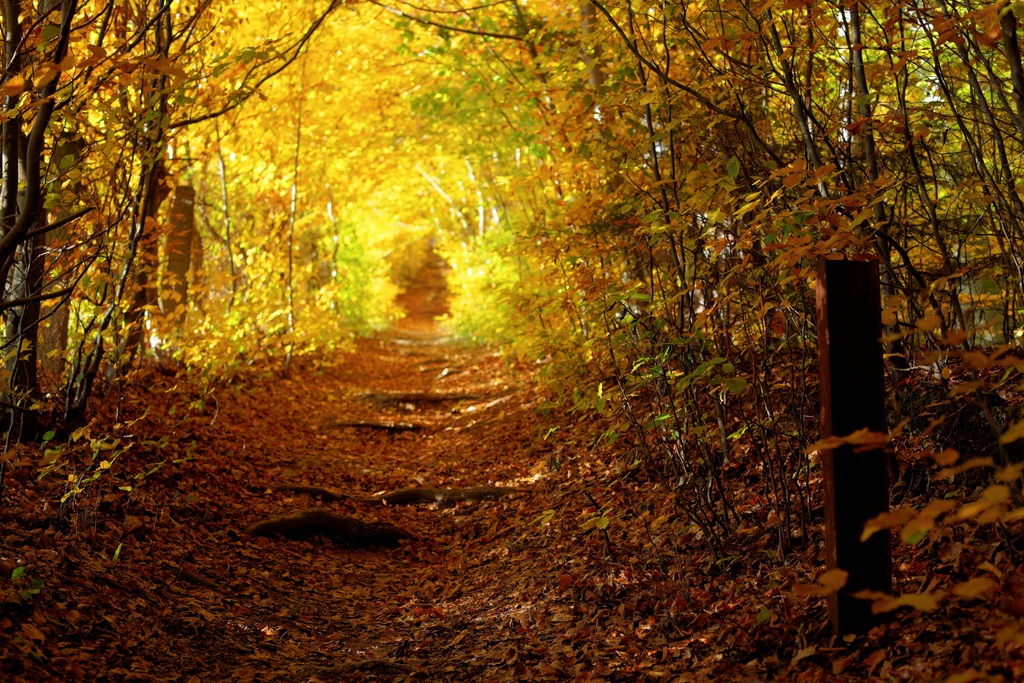 day20-fall-forest-path